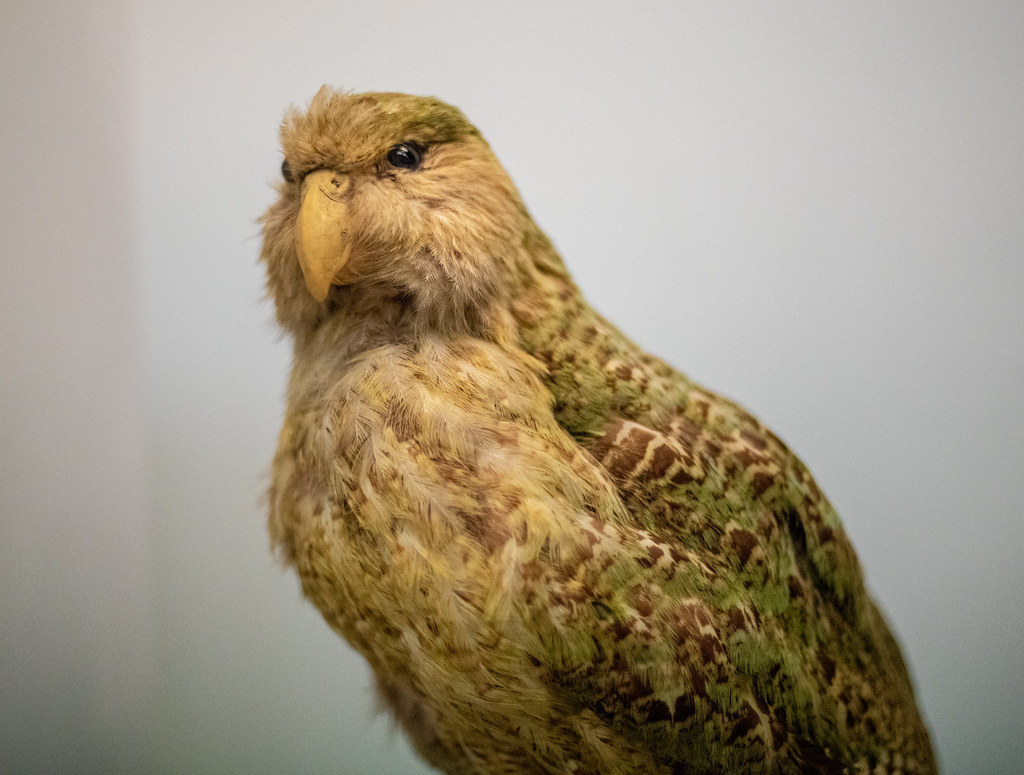 A Kākāpō bird with mottled green and brown feathers is shown close-up.