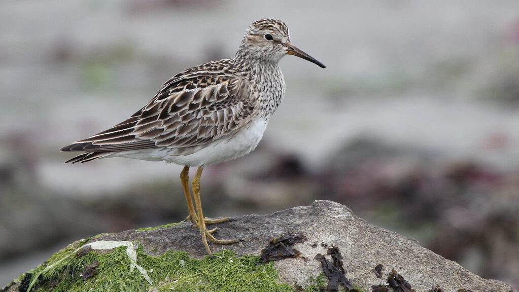 Pectoral Sandpiper standing on coastal rock with rocky shoreline in background