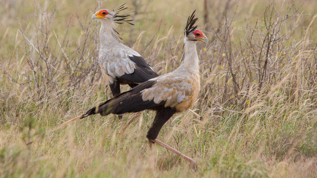 Two Secretary Birds standing on savannah grass, facing opposite directions