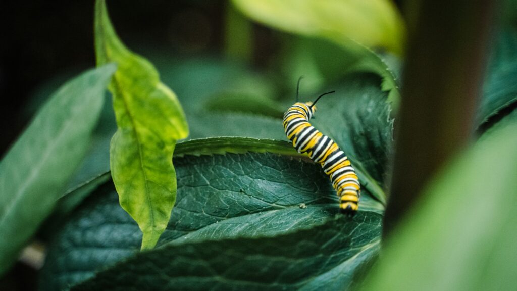 Yellow and black caterpillar resting on a green leaf surrounded by foliage