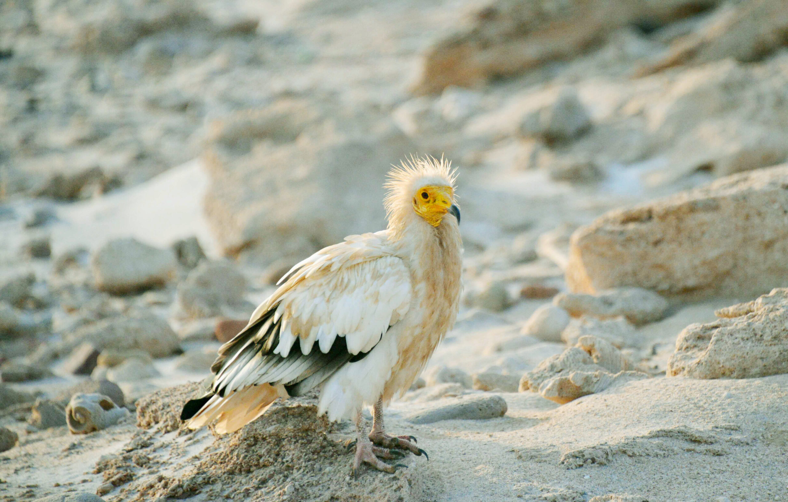 An Egyptian vulture with a yellow face and white feathers stands on a sandy surface.