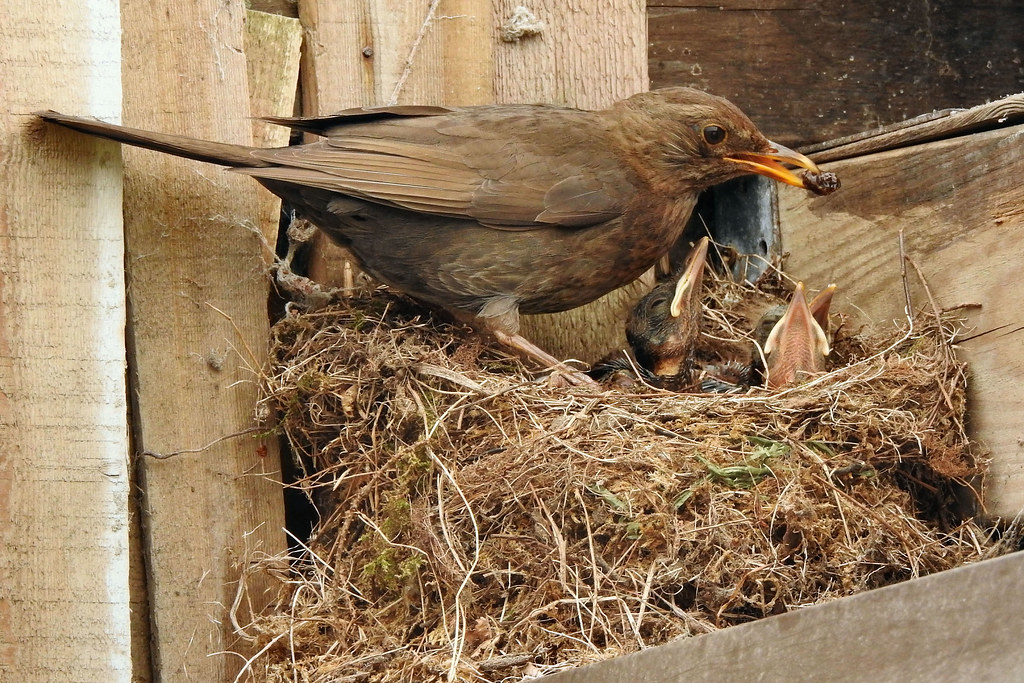 A female Common Blackbird feeds worms to chicks in a nest.