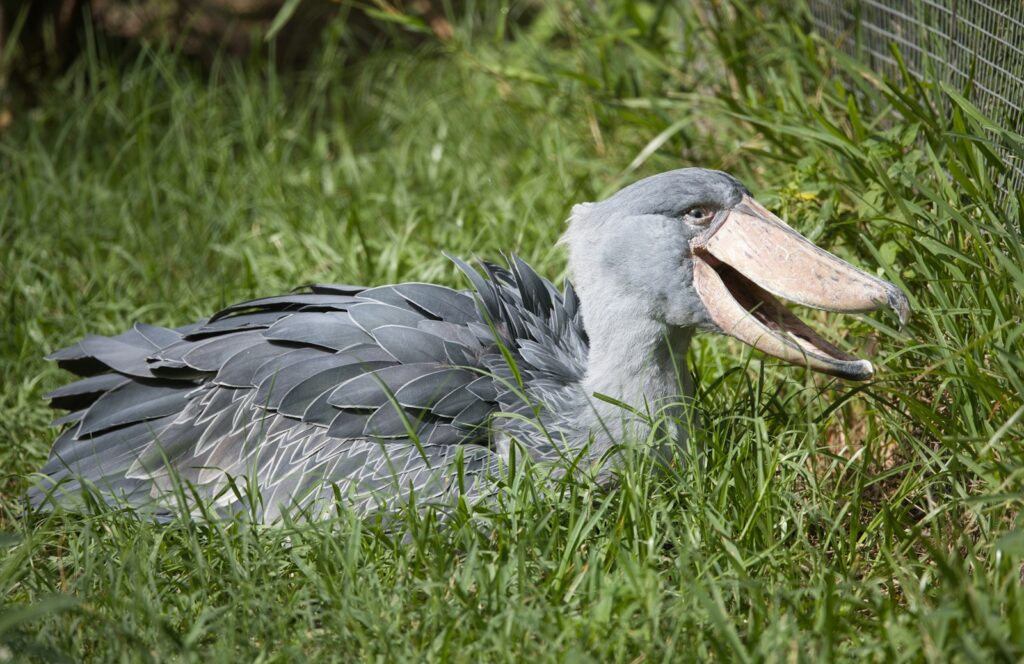 A Shoebill Stork with its large beak in green grass.