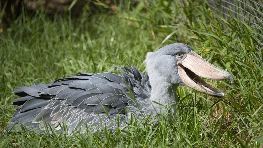 A Shoebill Stork with its large beak in green grass.