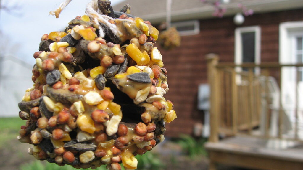 Pinecone bird feeder in a backyard setting.