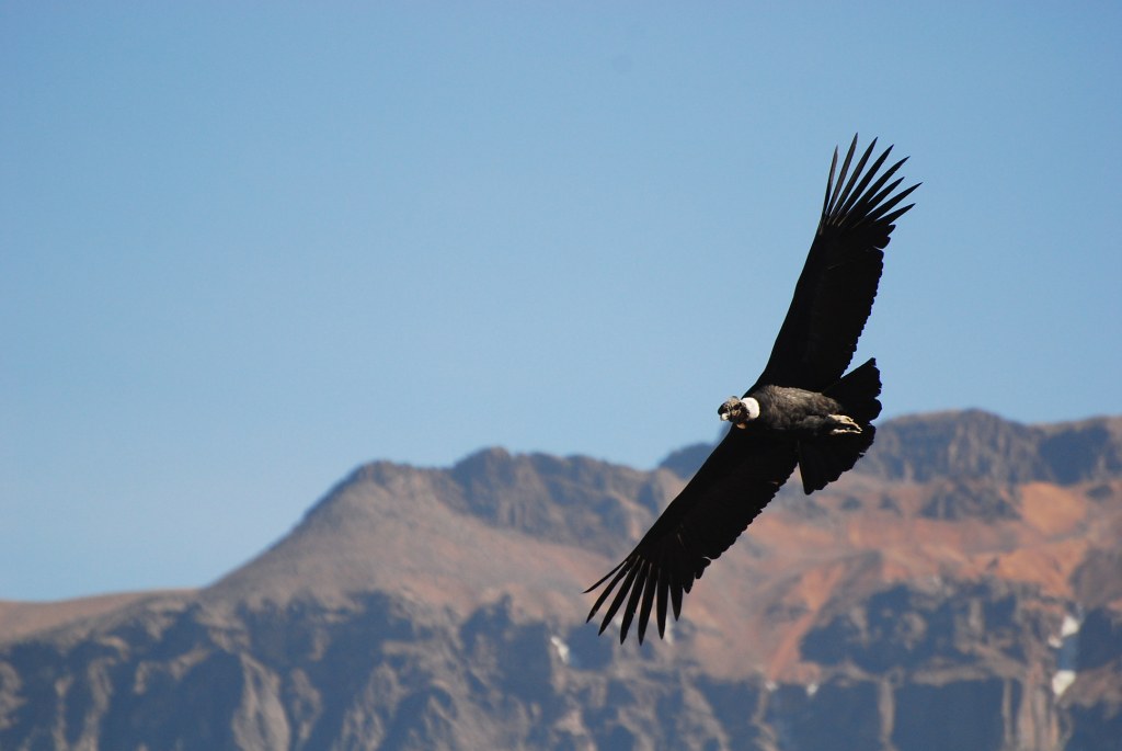An Andean condor soars with mountains in the background.