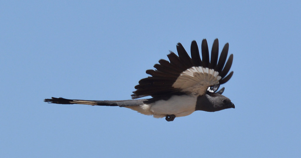 A White-bellied Go-away-bird looks to the side while perched on a branch.