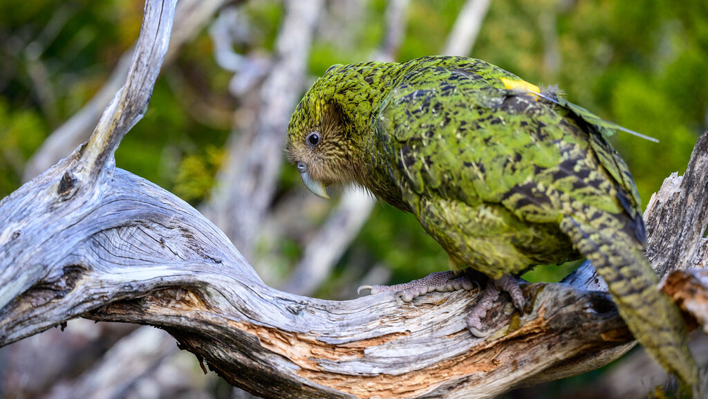 kakapo sitting on a tree, observing the ground