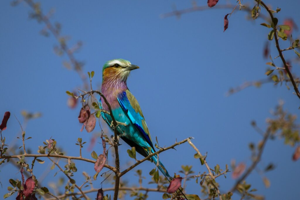 Lilac-breasted roller with colorful plumage perched on a branch.