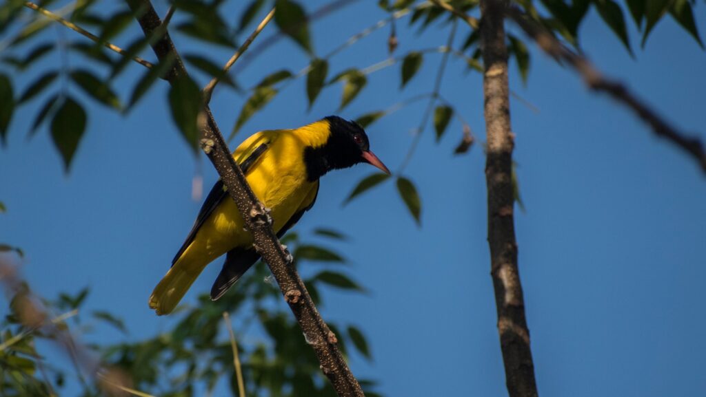 Black-hooded Oriole perched on a tree branch