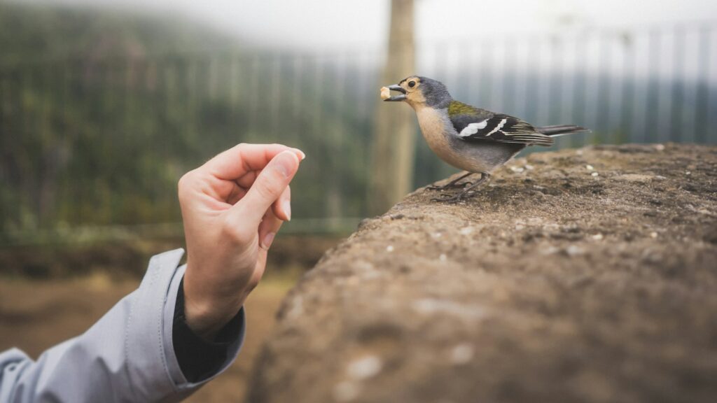 bird eating from a piece of food in a person’s hand