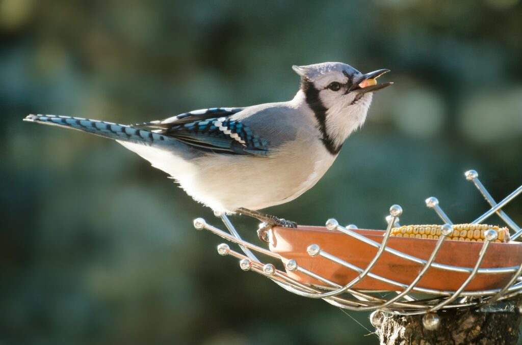 white and blue short-beaked bird