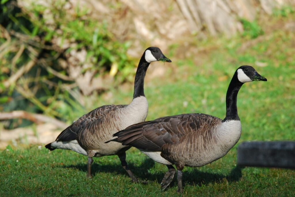 Two Canada Geese stand in a grassy area.