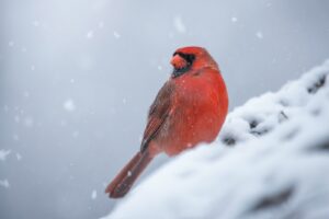 A red bird sitting on top of a snow covered rock.