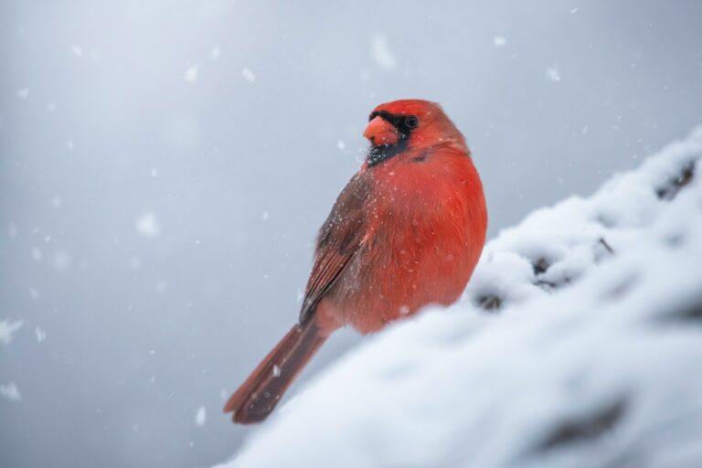 A red bird sitting on top of a snow covered rock.