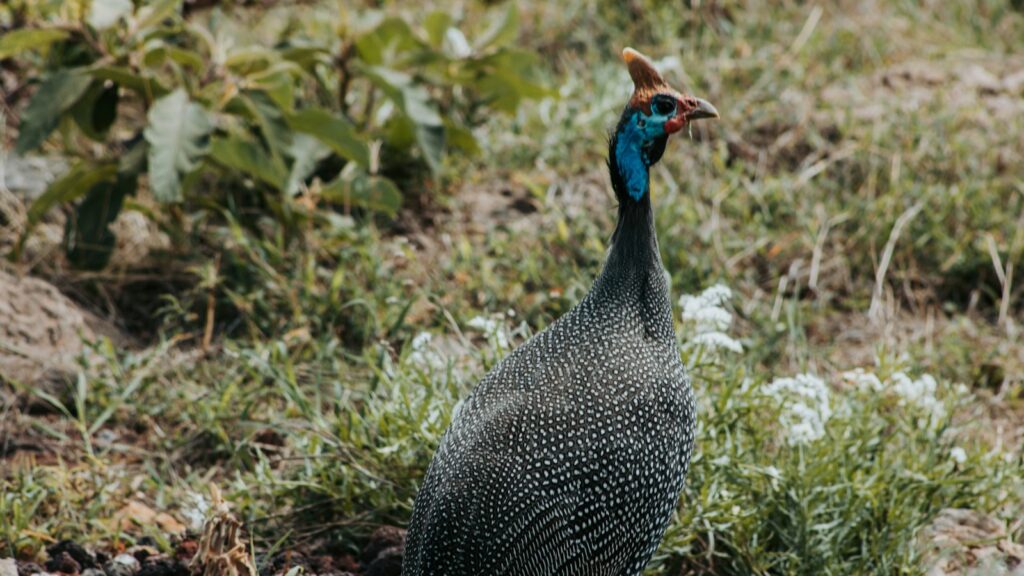 Rear view of a Helmeted Guineafowl standing on grassy ground looking around