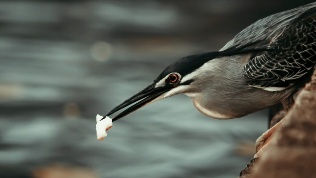 Heron holding a piece of bread in its beak near the water