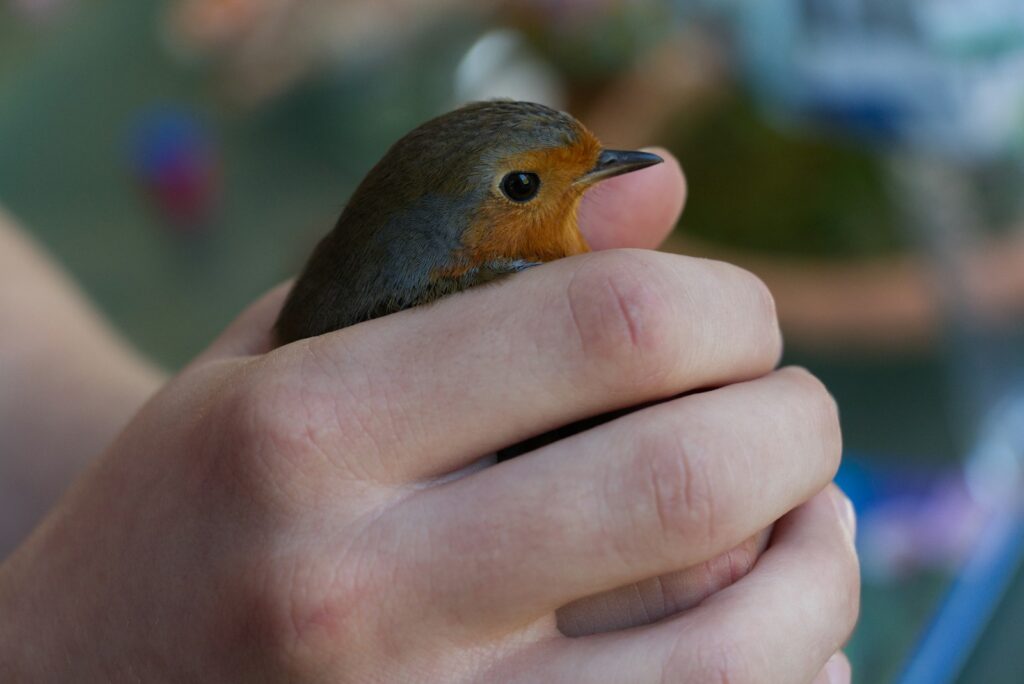 A European Robin is held in someone's hands.