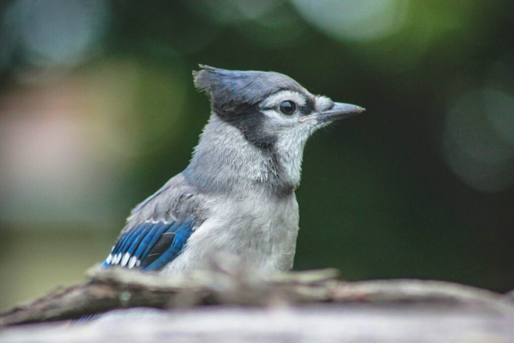 A close-up of a blue jay with distinct markings.