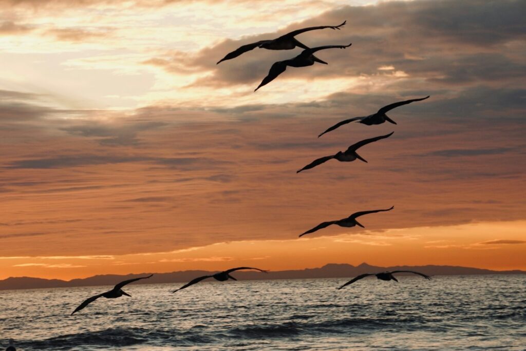A flock of pelicans flies silhouetted against a golden sky.