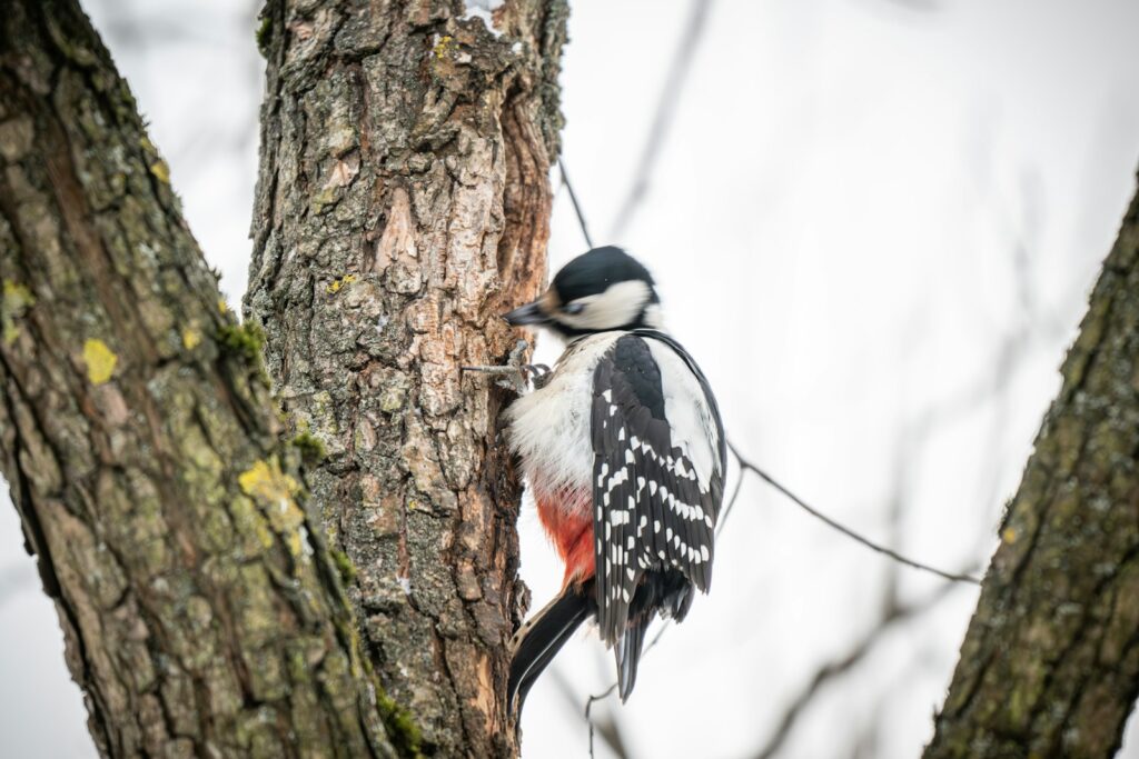 A Great spotted woodpecker clings to a tree trunk.