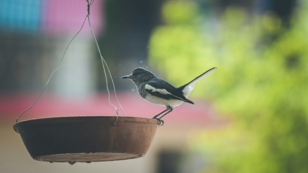 Small bird perched on homemade bird feeder hanging by thin wire