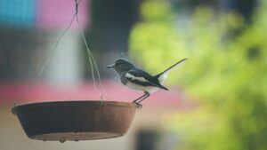 Small bird perched on homemade bird feeder hanging by thin wire