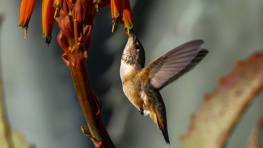hummingbird hovering while sipping nectar from a bright orange flower
