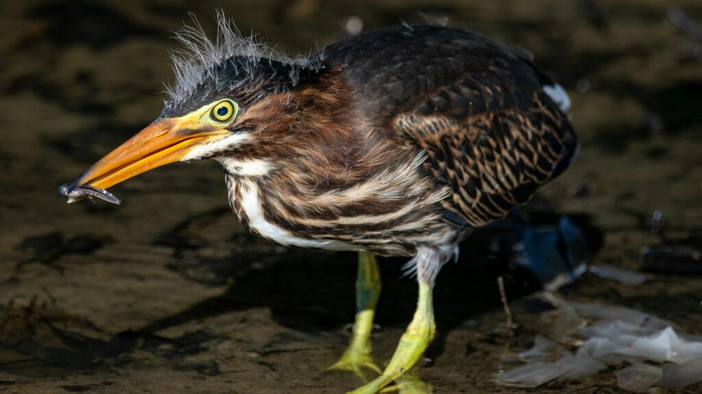 Green Heron with freshly caught tadpole in mouth