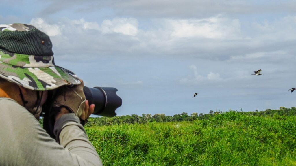 A birdwatcher is capturing a photo of birds in a grassy field with a camera.