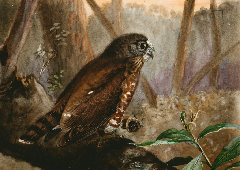 A Morepork owl perches on a branch in a forest.