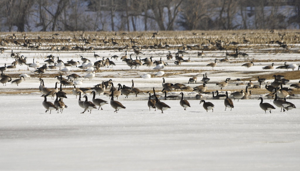 A mixed flock of Canada geese and Snow geese rests on a partially frozen field.