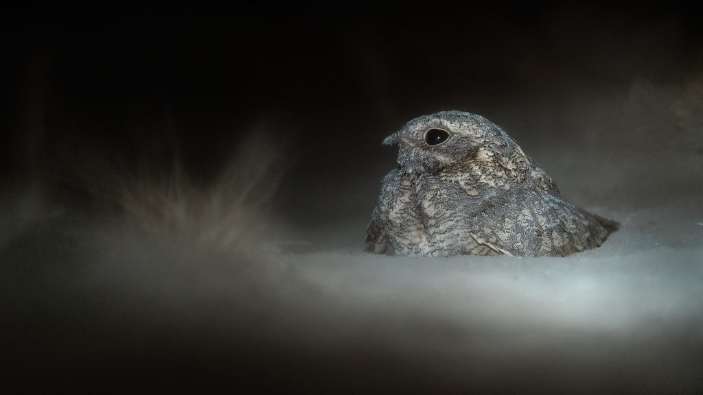 A nightjar with speckled plumage rests in a dark environment.
