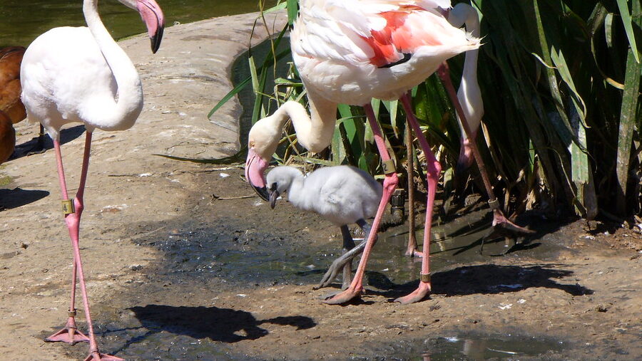 flamingo chick walking with adult flamingos