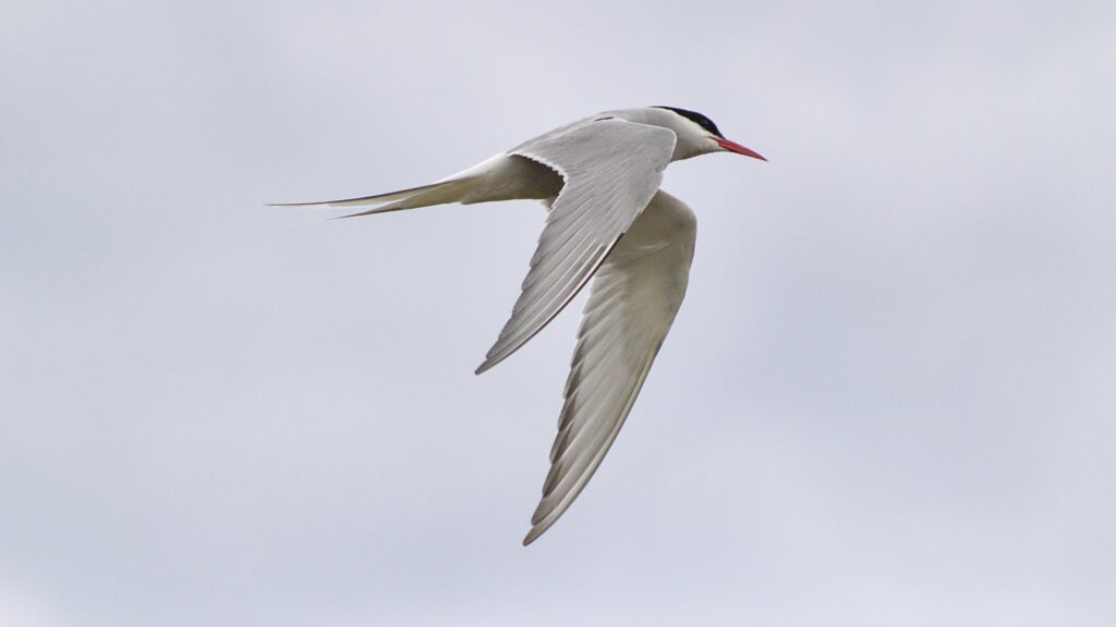 An Arctic tern flies with its wings spread.