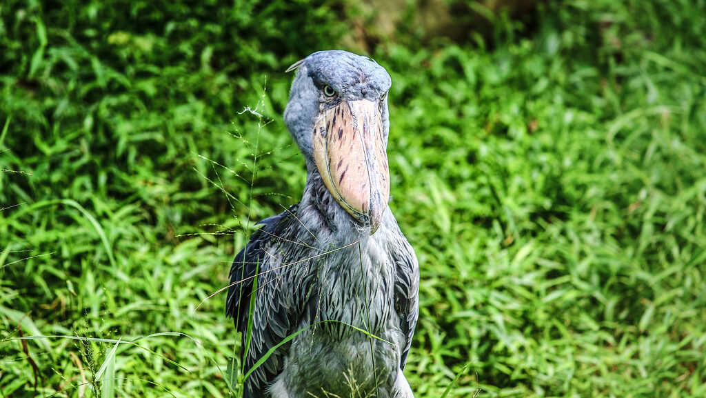 A shoebill stork stands tall in a grassy area, its large bill prominent.