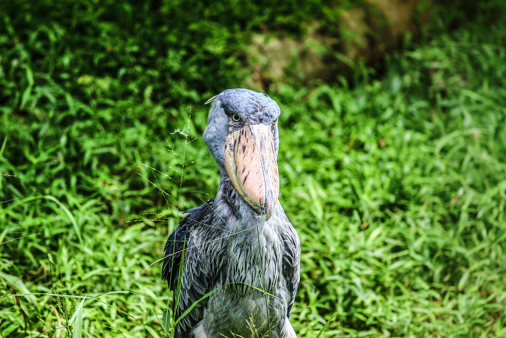 A shoebill stork stands tall in a grassy area, its large bill prominent.