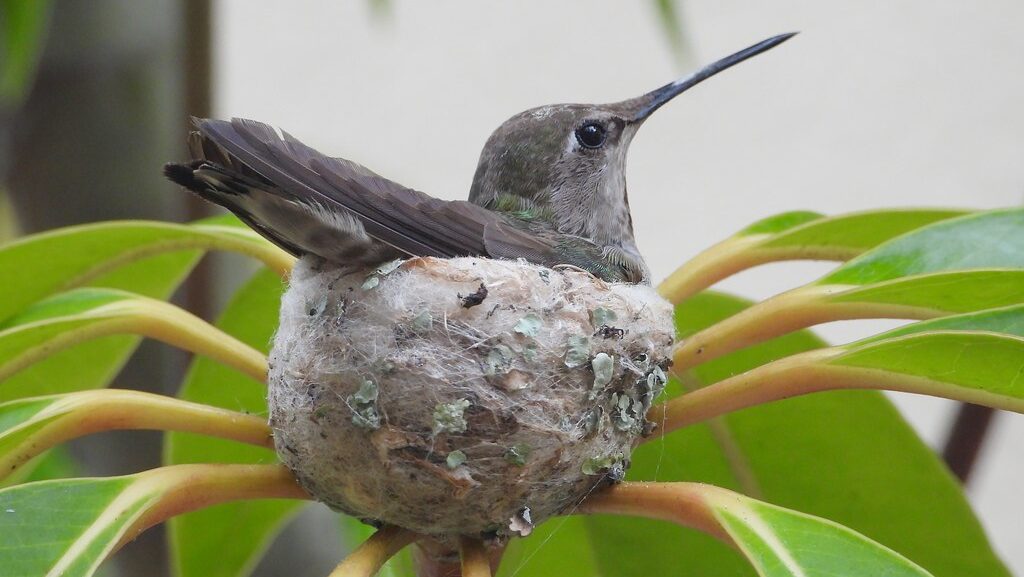 A Ruby-throated hummingbird sits in its nest.