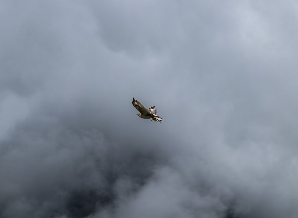 A hawk soars across a cloudy sky.