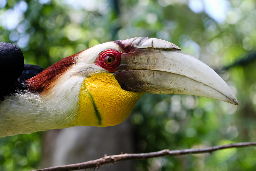A Helmeted Hornbill perches, looking straight ahead.