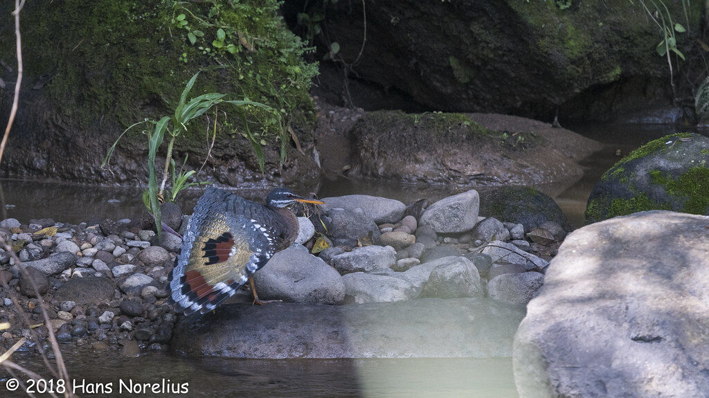 Sunbittern standing on a river rock with wings spread downward