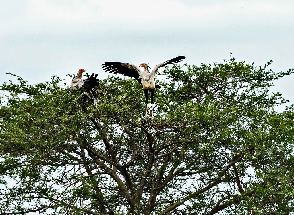 A Secretary Bird with outstretched wings stands atop a leafy tree, with another bird nearby.