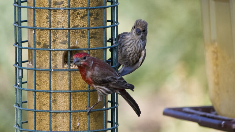 Adult house finch feeding juvenile at a backyard bird feeder