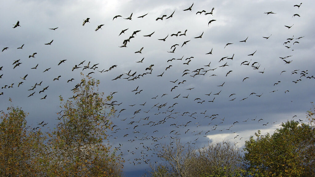 Migratory birds soaring above treetops