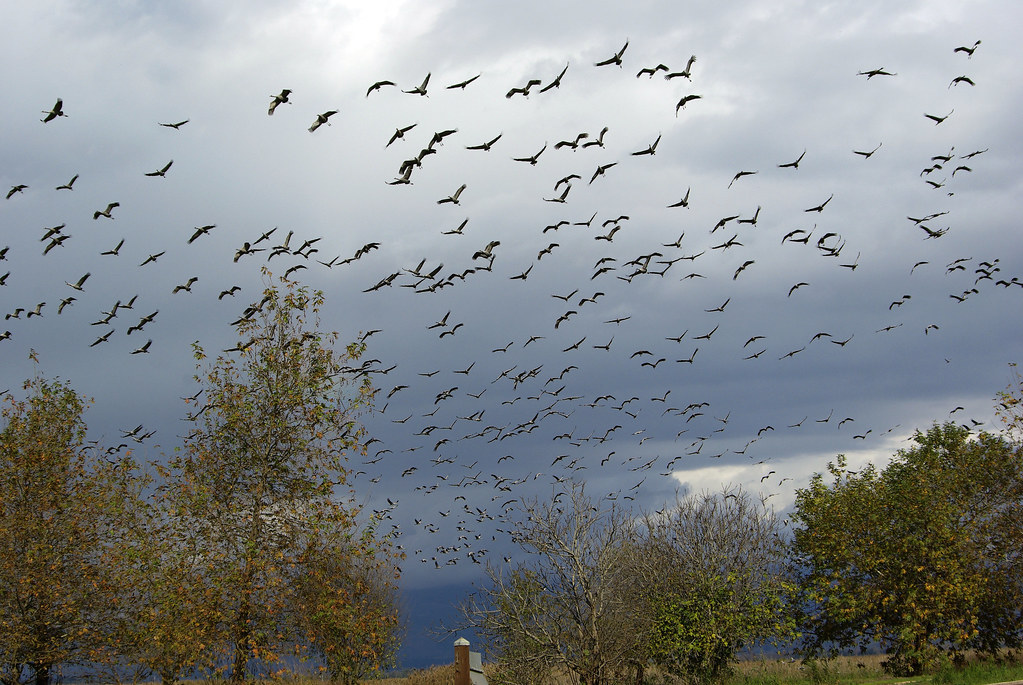 Birds migrating