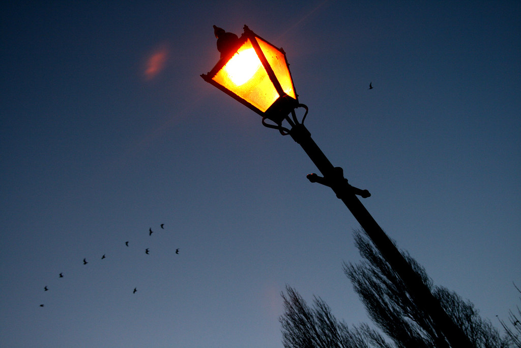 Birds is perched on a lit street lamp.
