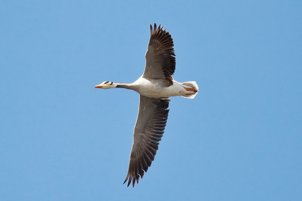 A bar-headed goose flies against a clear blue sky.