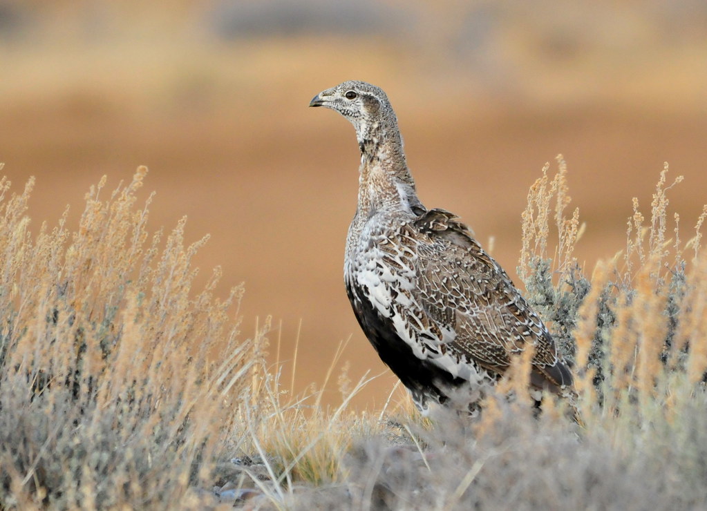 A Greater Sage-Grouse stands among dry grasses.
