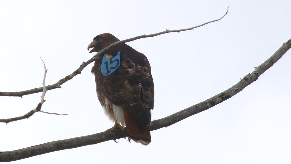 Red-tailed Hawk with research band tagged for monitoring