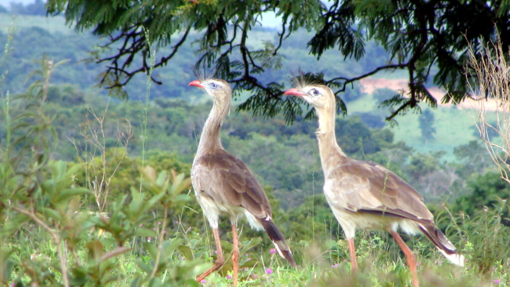 Two Red-Legged Seriema standing side by side in a grassy field under a tree